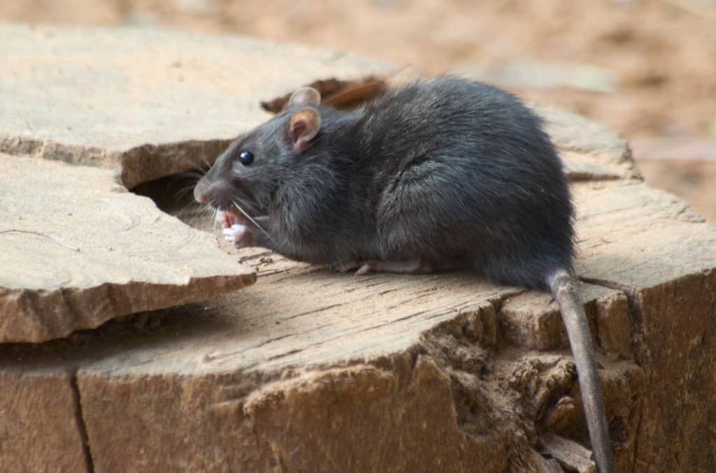 A rat eating on wooden board.