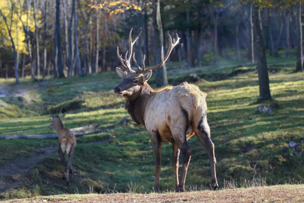 Two elk at Hardware Ranch