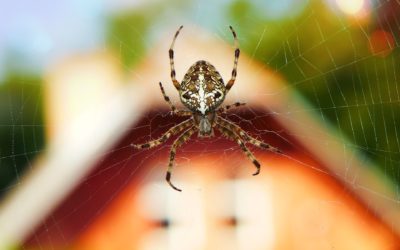 How to Get Rid of Spiders in Orem, UT