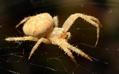 What Attracts Spiders Into Your Home?