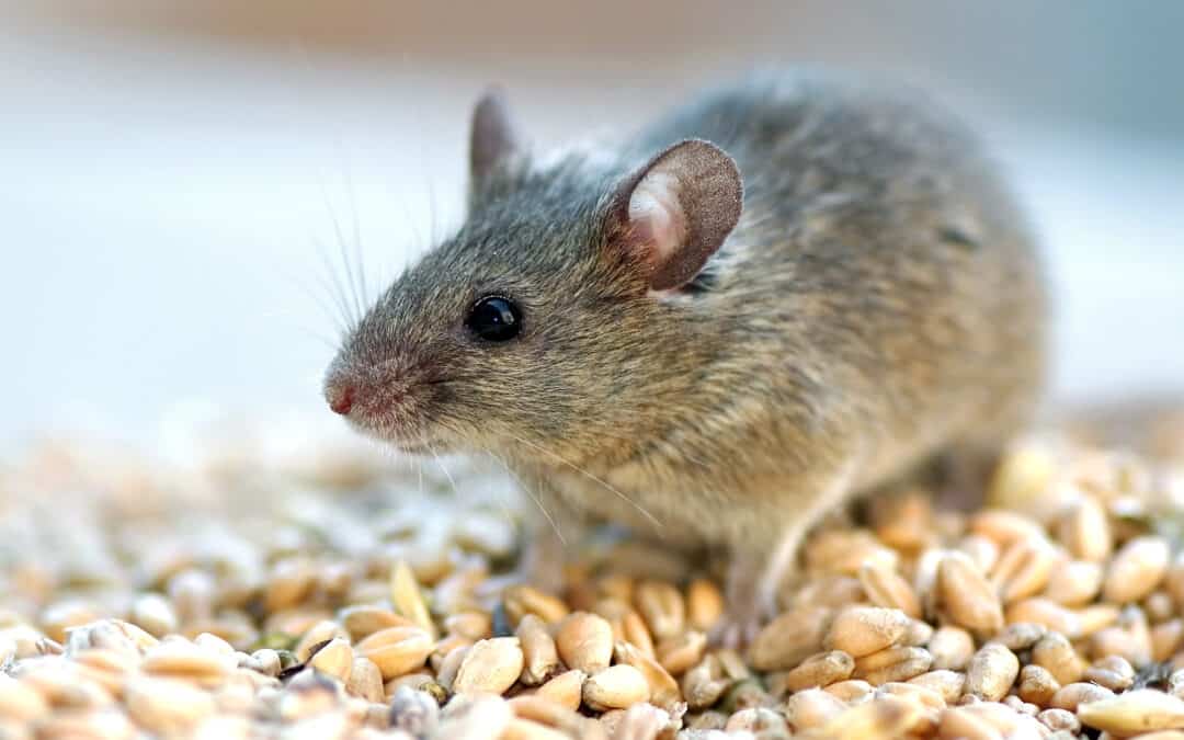5 Ways to Keep Rodents Out of Your Home