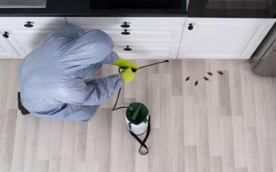 Pest Control Done Right: How to Choose the Best Provider for Your Home