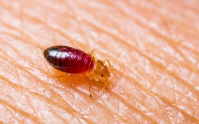What You Need To Know About Bed Bugs