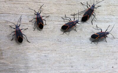 Boxelder Bugs and How to Get Rid of Them