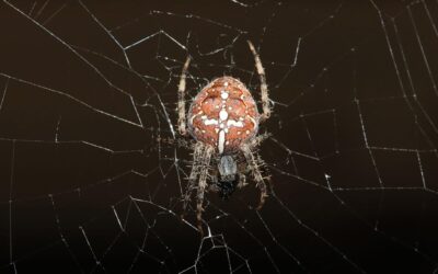 Your Guide to 11 Native Spider Species in Utah and How to Prevent them in your Home