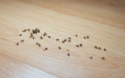 Get Rid of Ants Once and For All – Tips for Utah Homeowners