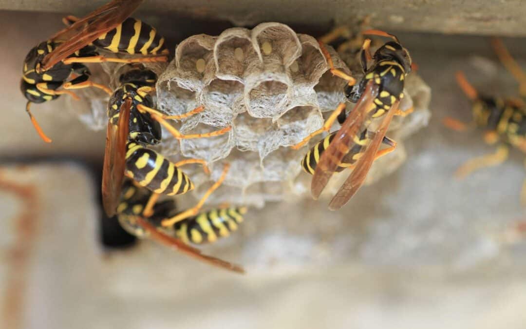 All You Need to Know About Wasps in Utah