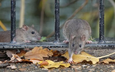 Rodent Prevention and Management: How to Get Rid of Rodents All Year Round
